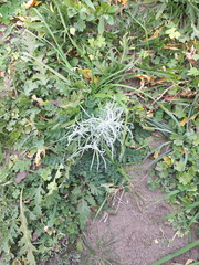 Senecio filaginoides filaginoides
