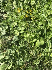 Rorippa sylvestris
