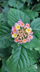 Lantana camara