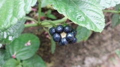 Lantana camara