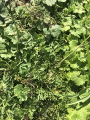 Rorippa sylvestris