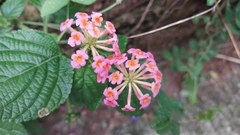 Lantana camara