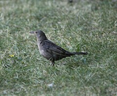 Turdus merula
