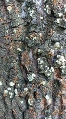 Oecophylla smaragdina