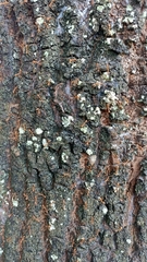 Oecophylla smaragdina