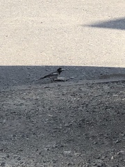 Motacilla alba personata
