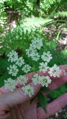 Cicuta maculata maculata