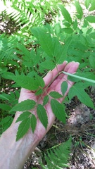 Cicuta maculata maculata