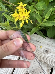 Lysimachia terrestris