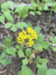 Tauschia stricklandii