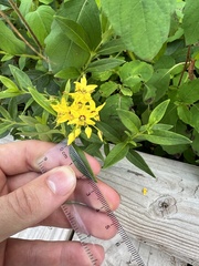 Lysimachia terrestris