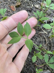 Tauschia stricklandii