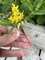 Lysimachia terrestris