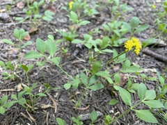 Tauschia stricklandii
