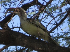 Tockus erythrorhynchus
