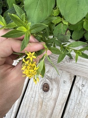 Lysimachia terrestris