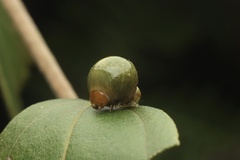 Carea angulata