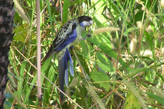 Platycercus venustus