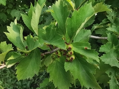 Crataegus chlorosarca