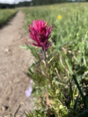 Castilleja parviflora oreopola