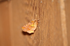 Selenia alciphearia