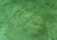 Acanthurus coeruleus