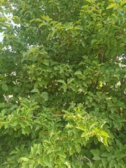 Crataegus chlorosarca