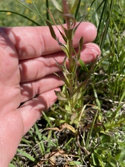 Castilleja parviflora oreopola