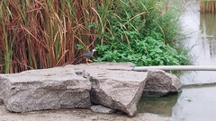 Amaurornis phoenicurus