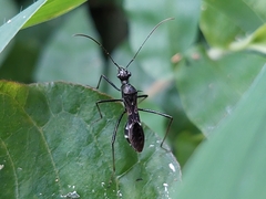 Trachelium tessellatum