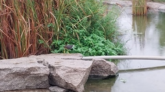 Amaurornis phoenicurus