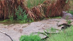 Amaurornis phoenicurus