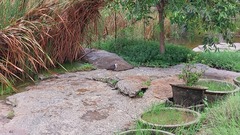 Amaurornis phoenicurus