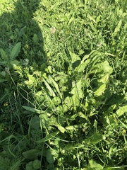 Plantago lanceolata