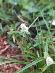 Cyperus