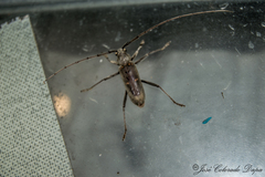 Susuacanga stigmatica