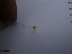 Polemonium micranthum