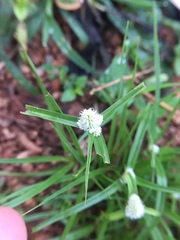 Cyperus