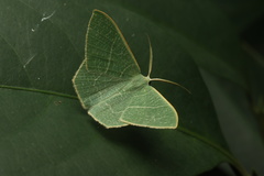 Thalassodes immissaria