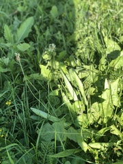 Plantago lanceolata