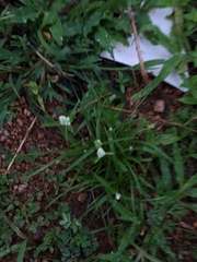 Cyperus