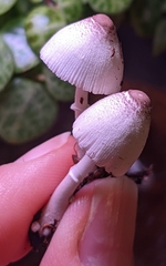 Leucocoprinus ianthinus
