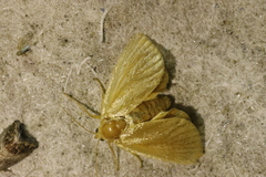 Apoda limacodes