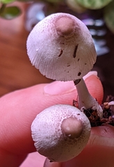 Leucocoprinus ianthinus