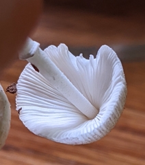Leucocoprinus ianthinus