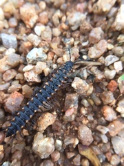 Streptogonopus phipsoni