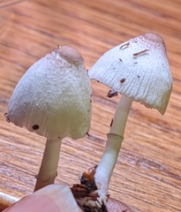 Leucocoprinus ianthinus