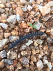 Streptogonopus phipsoni