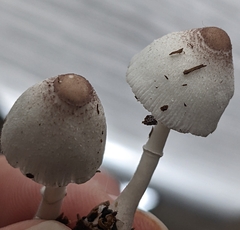 Leucocoprinus ianthinus