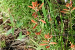Castilleja nelsonii